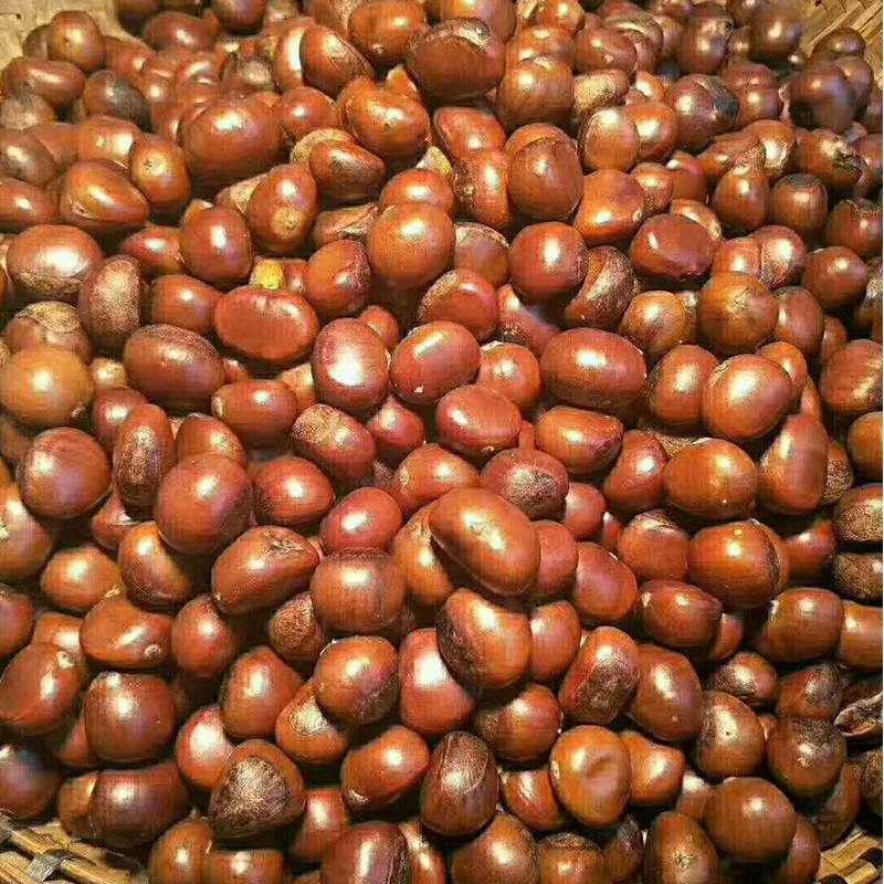 客戶使用炒板栗機炒板栗效果