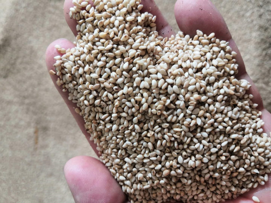 炒芝麻設(shè)備