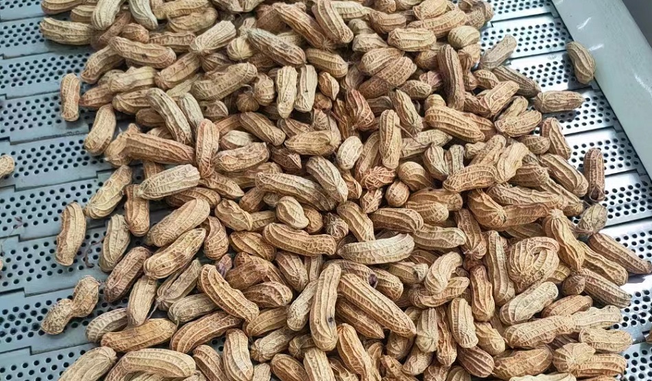 流水線炒花生果機(jī)